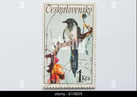 UZHGOROD, UKRAINE - ca. Mai 2016: Eine Briefmarke gedruckt in der Tschechoslowakei zeigt Elster Vogel, ca. 1972 Stockfoto