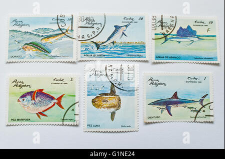 UZHGOROD, UKRAINE - ca. Mai 2016: Sammlung von Briefmarken gedruckt in Kuba, zeigt verschiedene Arten von Fischen, ca. 1981 Stockfoto