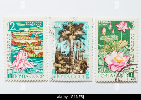 UZHGOROD, UKRAINE - ca. Mai 2016: Sammlung von Briefmarken gedruckt in der UdSSR, Suchumi Botanical Garden, ca. 1966 zeigt Stockfoto