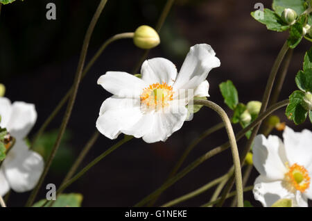 Weiß japanische Anemone Blumen und Blüten sowie deren Knospen, geschnitten Stockfoto