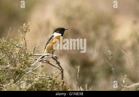 Schwarzkehlchen (Saxicola Torquata). Männlich, Heather gehockt Stockfoto