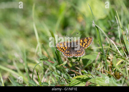 Herzog von Burgund Schmetterling (Hamearis Lucina). Oberseite Stockfoto