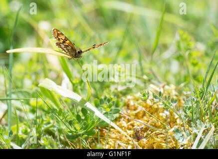 Herzog von Burgund Schmetterling (Hamearis Lucina). Unterseite des Erwachsenen thront auf Grashalm Stockfoto