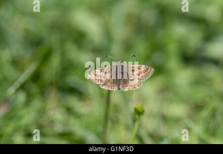 Schmuddeligen Skipper (Erynnis Tages). Erwachsenen in der Sonne aalen. Stockfoto