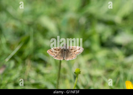 Schmuddeligen Skipper (Erynnis Tages). Erwachsenen in der Sonne aalen. Stockfoto