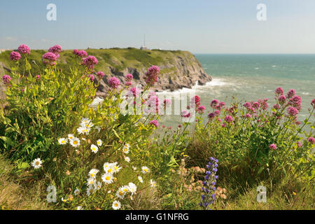 Roter Baldrian (Centranthus Ruber) und anderen Wildblumen wachsen um Berry Kopf. Stockfoto