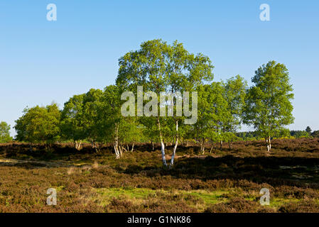 Westleton Heide, Suffolk, England UK Stockfoto