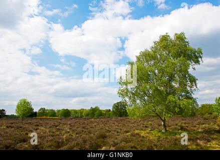Westleton Heide, Suffolk, England UK Stockfoto