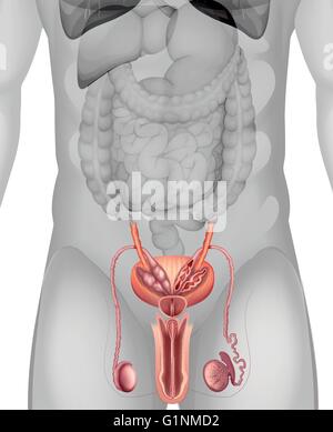 Männliche Genitalien-Diagramm in Abbildung detail Stock Vektor