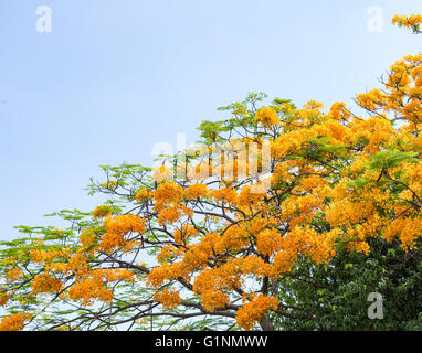 Peacock Blume Baum blüht unter dem strahlend blauen Himmel. Stockfoto