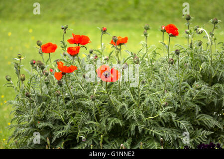 Blumen, rote Mohnblumen (Papaveraceae) auf grüner Wiese Hintergrund Stockfoto