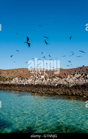 Fregattvögel füllen Himmel über dem türkisfarbenen Wasser bei einer Kolonie. Isla Espíritu Santo in der Sea of Cortez / Cortes, Baja Sur, Mexiko. Stockfoto