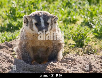 Ein amerikanischer Dachs Futter in den Wüsten-Beifuß-Wüsten des östlichen Oregon. Stockfoto