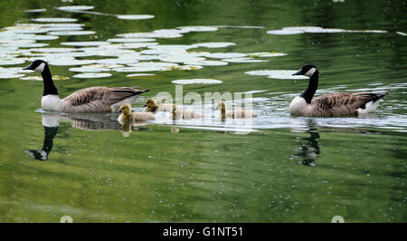 Frisch geschlüpfte Küken Kanadagänse holte für Schwimmen und etwas zu Essen mit den Eltern bei Moses Gate Country Park, Bolton. Stockfoto