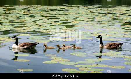 Frisch geschlüpfte Küken Kanadagänse holte für Schwimmen und etwas zu Essen mit den Eltern bei Moses Gate Country Park, Bolton. Stockfoto