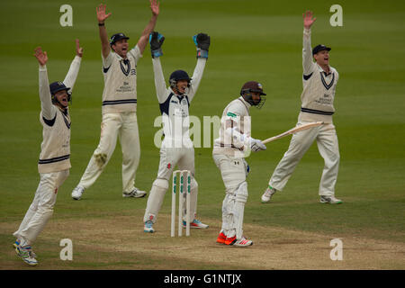 London, UK. 17. Mai 2016. Ravi Rampaul ist aus Watte für Surrey. und Ollie Rayner hat seine 6. Pforte des Innings am dritten Tag von den Specsavers County Championship Division One Match im Oval. Bildnachweis: David Rowe/Alamy Live-Nachrichten Stockfoto