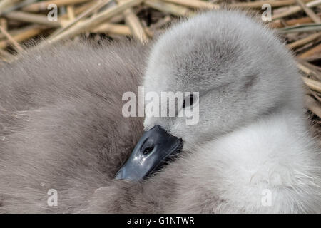 London, UK. 17. Mai 2016. Höckerschwan Cygnet Jungtiere auf Kanada Wasserteich Credit: Guy Corbishley/Alamy Live News Stockfoto