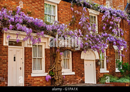 Backsteingebäude Fassade mit Glyzinien in Blüte Stockfoto