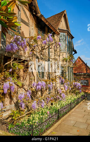 Hallen Croft in Stratford-upon-Avon ist eine historische mittelalterliche Eigenschaft, die durch das Shakespeare Vertrauen gepflegt, hier gesehen mit Glyzinien im Frühling. Stockfoto