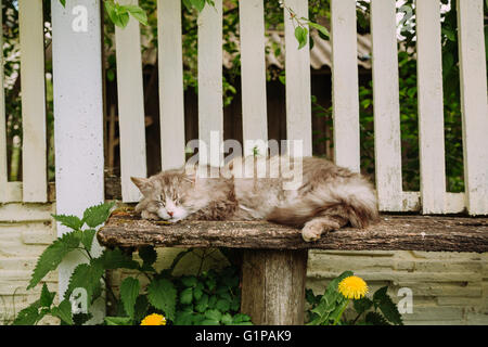 Wunderschöne graue Katze schläft auf der Bank im Sommer Stockfoto