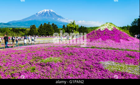 Yamanashi, Japan - 12. Mai 2016: Die Fuji mit dem Bereich der rosa Moos am Shibazakura Festival, Yamanashi, Japan Stockfoto