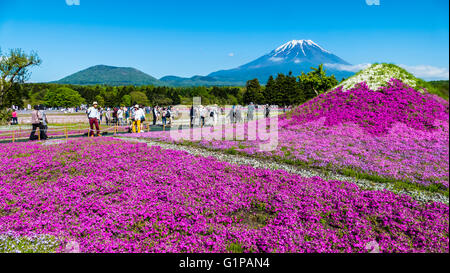 Yamanashi, Japan - 12. Mai 2016: Die Fuji mit dem Bereich der rosa Moos am Shibazakura Festival, Yamanashi, Japan Stockfoto