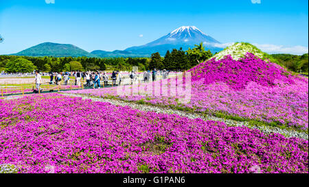 Yamanashi, Japan - 12. Mai 2016: Die Fuji mit dem Bereich der rosa Moos am Shibazakura Festival, Yamanashi, Japan Stockfoto