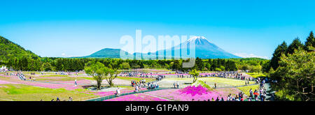 Yamanashi, Japan - 12. Mai 2016: Die Fuji mit dem Bereich der rosa Moos am Shibazakura Festival, Yamanashi, Japan Stockfoto