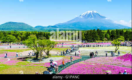 Yamanashi, Japan - 12. Mai 2016: Die Fuji mit dem Bereich der rosa Moos am Shibazakura Festival, Yamanashi, Japan Stockfoto