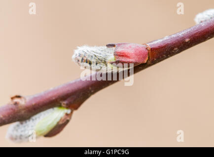 Eine Nahaufnahme der wolligen Knospen eine Prostituierte Weide (Salix Hooleriana). Washington, Vereinigte Staaten von Amerika. Stockfoto