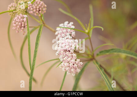 Leichte rosa Blütentrauben von schmalen blätterte Seidenpflanze Asclepias Fascicularis gewinnen Monarchfalter in Southern California Stockfoto