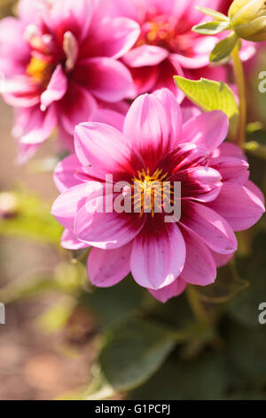 Rosa Dahlie Blüte genannt Faszination findet sich in Mexiko und ist die nationale Blume. Stockfoto