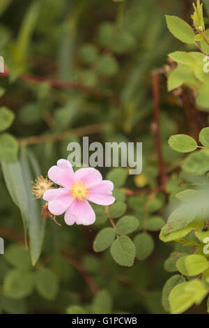 Wilde Rosen an einem Strand im Sommer in Chatham, Massachusetts auf Cape Cod. Stockfoto