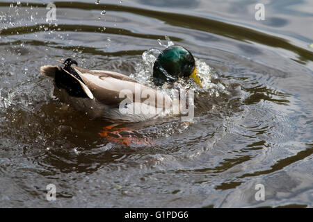 Männliche Stockente Baden an einem lokalen Teich in der Nähe der Royal Victoria Country Park, Pathologie, Southampton Stockfoto