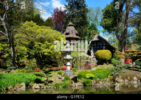 Zimmer im japanischen Stil Tee und Gärten im Frühjahr Stockfoto