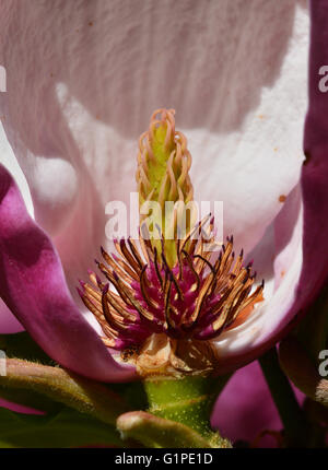 Makro die Staubfäden einer Blume Magnolia im Detail. Stockfoto