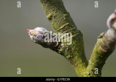 Knospen an einem Apfelbaum Frucht Schwellung im zeitigen Frühjahr, bevor die Blätter und Blütenknospen ergeben, April Stockfoto