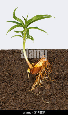 Wurzeln und Ihre Blätter ein Sämling Pfirsich Baum wächst aus Samen in einer Hälfte eines Steines, Pfirsich Stockfoto