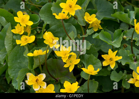 Marsh Marigold oder Sumpfdotterblumen, Caltha Palustris, blühen neben der Kennet und Avon canal April Stockfoto