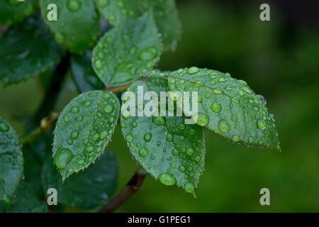 Regen Wassertropfen auf junge Standard Baum Rosenblätter im Frühjahr Stockfoto