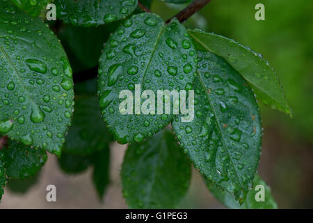 Regen Wassertropfen auf junge Standard Baum Rosenblätter im Frühjahr Stockfoto