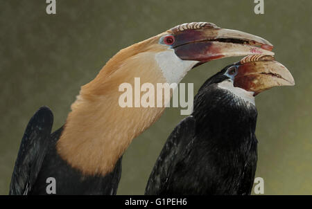 Blyth der Nashornvögel (Aceros Plicatus) männlich und weiblich Stockfoto