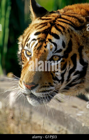 Ein Bengal Tiger (Panthera Tigris Tigris) in Drakenstein Löwenpark, Klapmuts, Kaps, Südafrika. Stockfoto