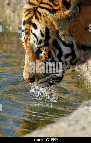 Ein Bengal Tiger (Panthera Tigris Tigris) in Drakenstein Löwenpark, Klapmuts, Kaps, Südafrika. Stockfoto