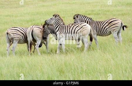Südafrika.  Kap-Bergzebras in einer Gruppe drängen. Equus Zebra zebra Stockfoto