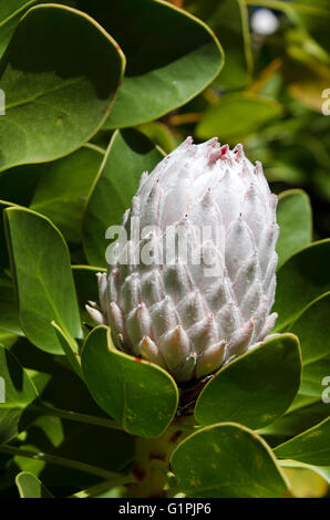 White King Protea im Keim zu ersticken. Cynaroides. Stockfoto