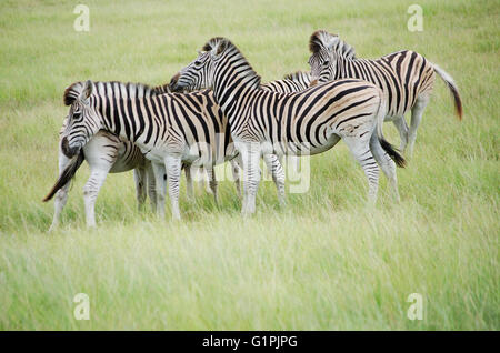 Südafrika.  Kap-Bergzebras in einer Gruppe drängen. Equus Zebra zebra Stockfoto