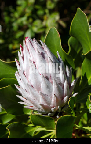 White King Protea im Keim zu ersticken. Cynaroides. Stockfoto