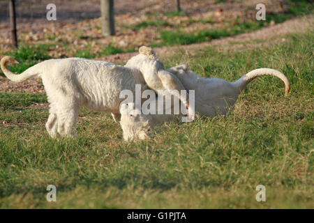 Weiße Löwenbabys (Panthera Leo Krugeri) in Drakenstein Löwenpark, Klapmuts, Kaps, Südafrika. Stockfoto