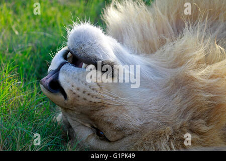 Ein männlicher Löwe (Panthera Leo) liegen auf dem Rücken in Drakenstein Löwenpark, Klapmuts, Kaps, Südafrika. Stockfoto